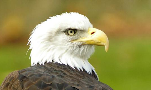 Eagle Headshot