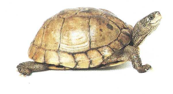 Turtle